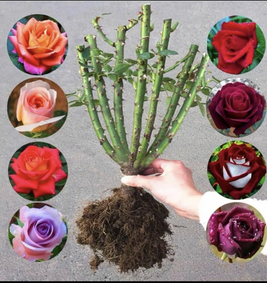 苗老桩玫瑰花花卉绿植物盆栽月季三角梅月季花室内牡丹花爬藤月季