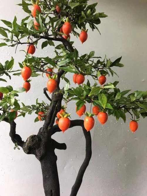 精品各种盆景素材