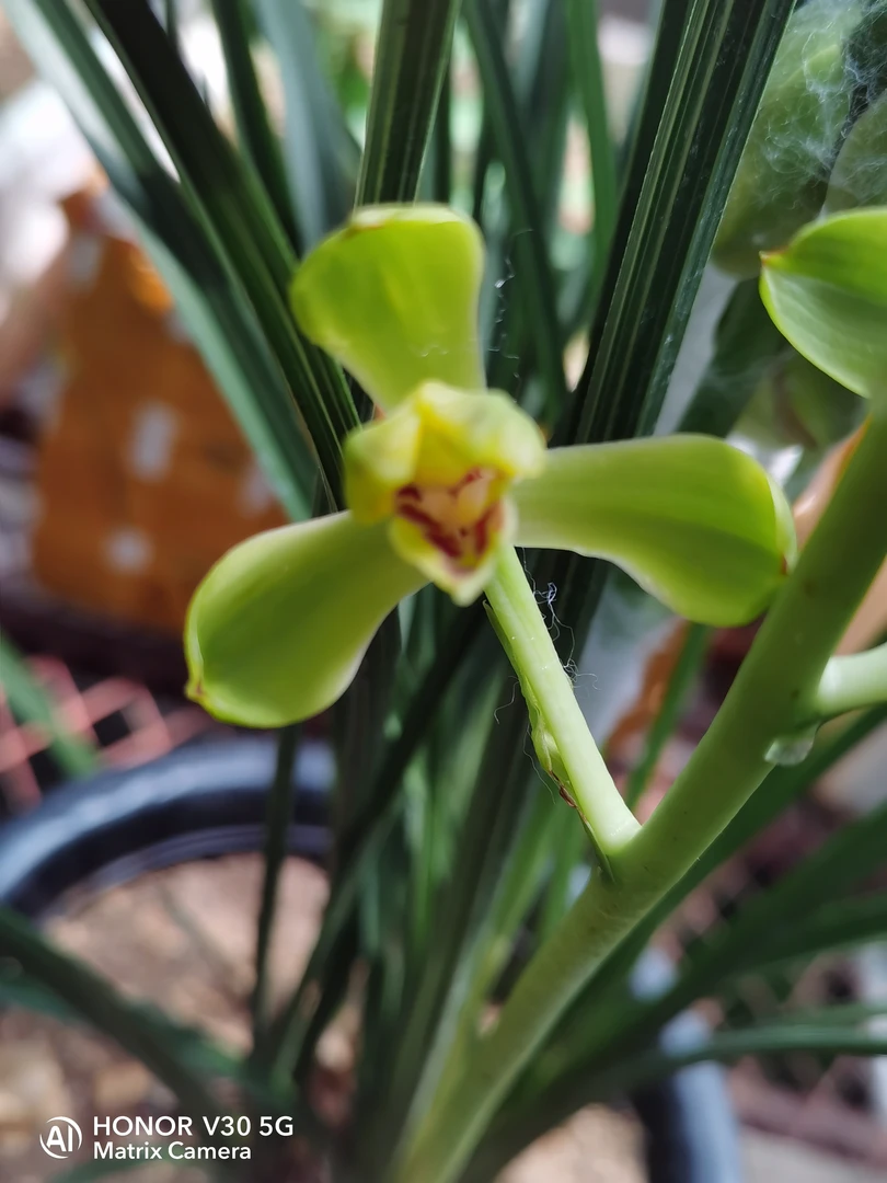 惠兰荷型梅瓣，物美价廉！