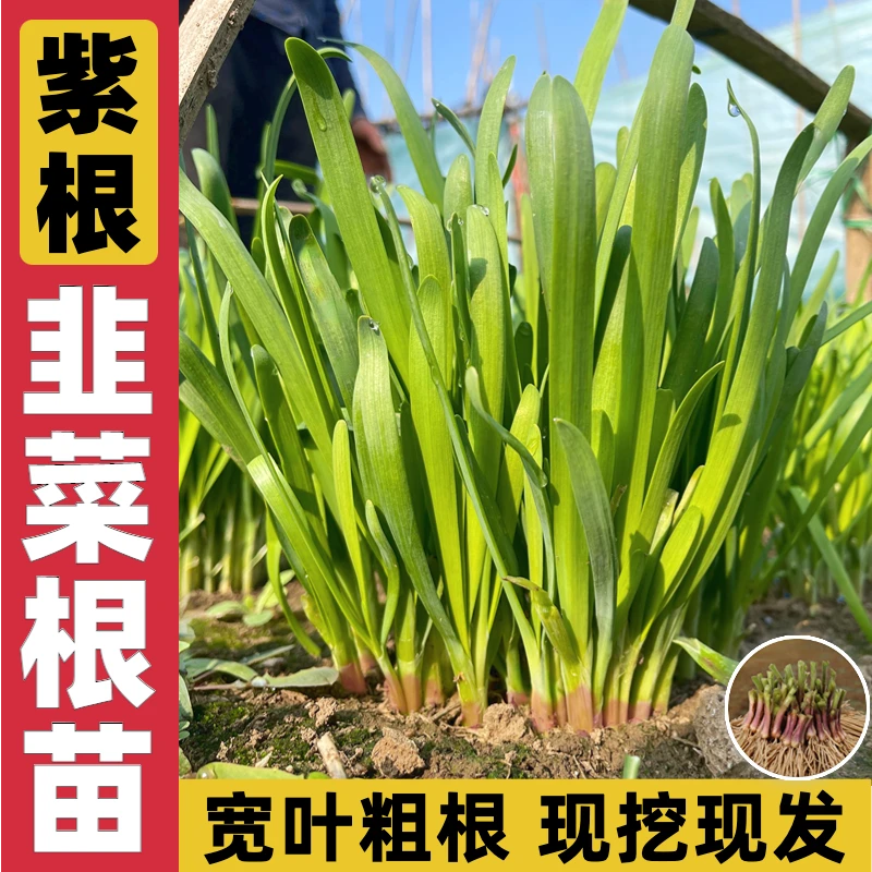 寿光独根红韭菜根现挖现发头紫茬红韭菜种子四季阳台盆栽庭院种植