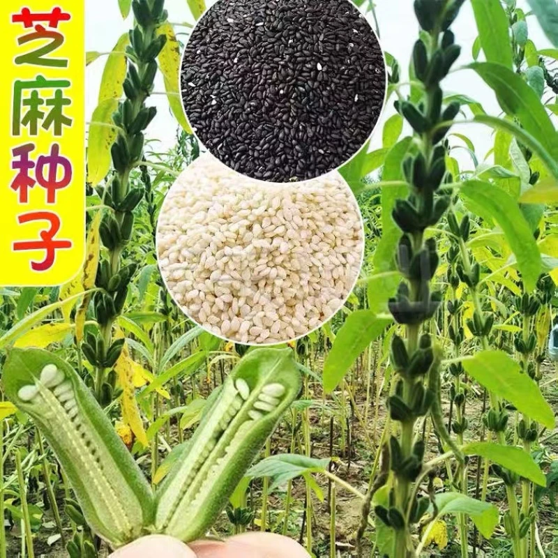 各种芝麻种子各种芝麻种子