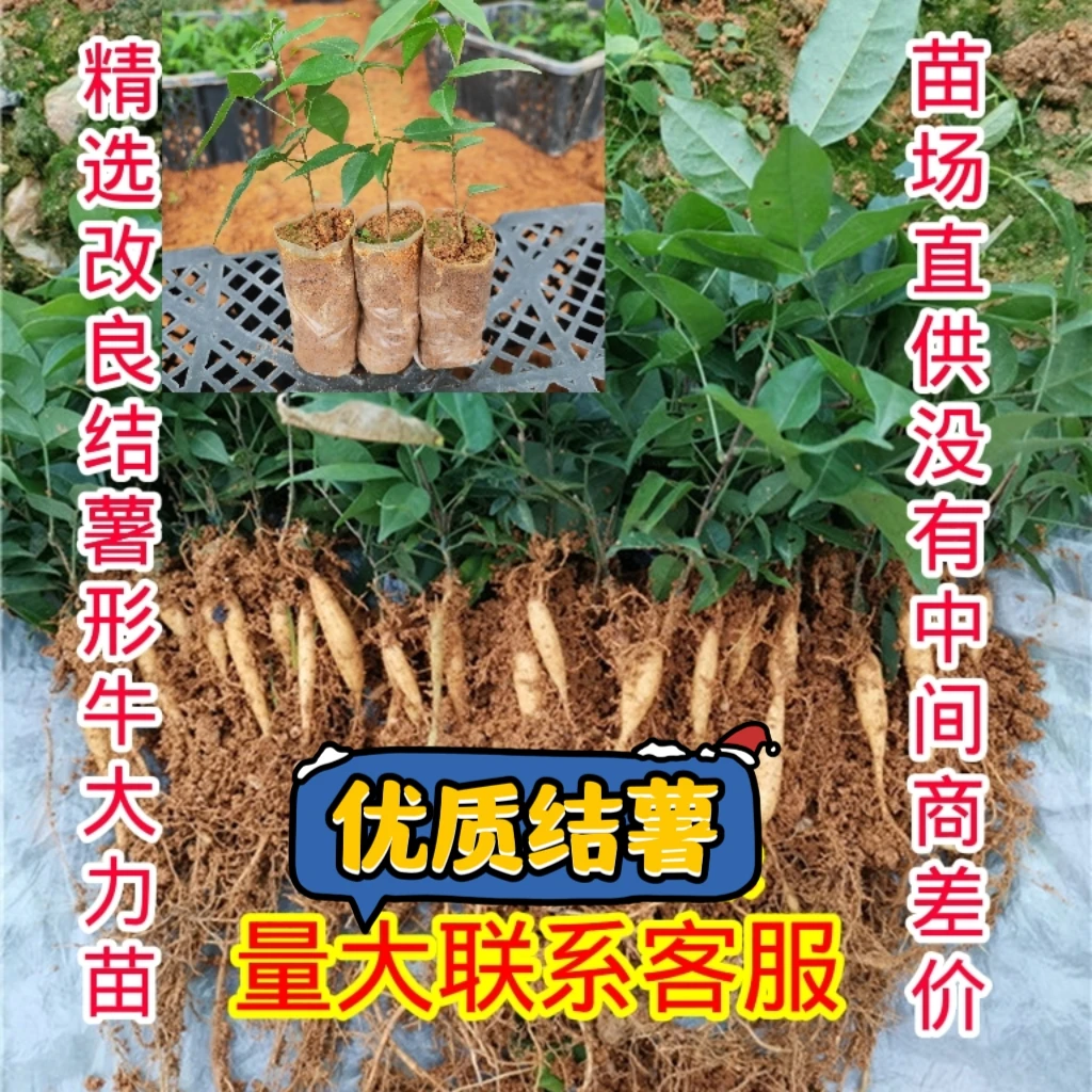 大全联兴牛大力小叶品种细叶野生种植中药材苗