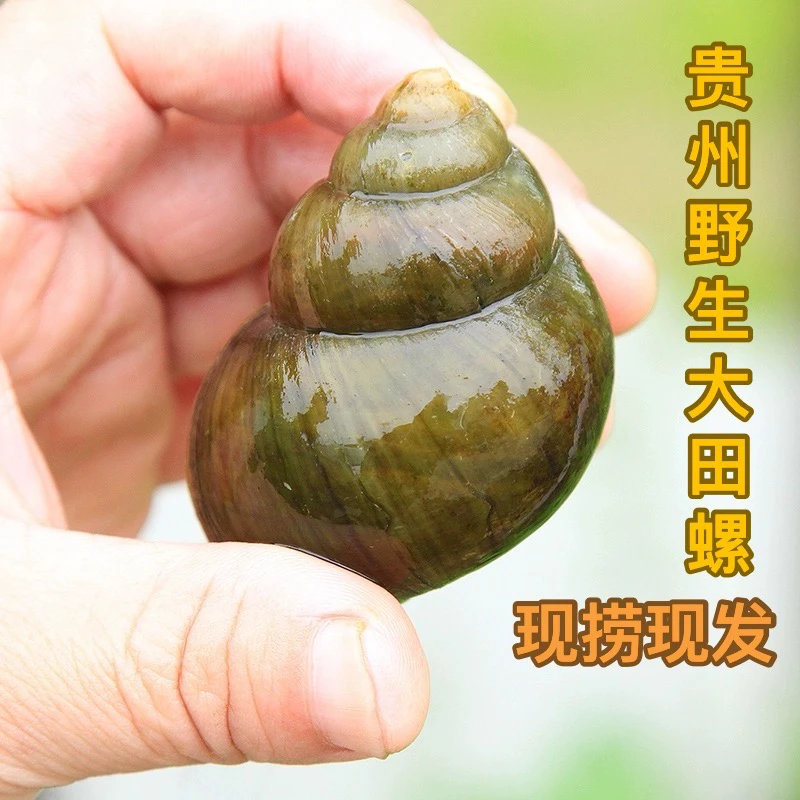 田螺贵州深山特大号野生田螺新鲜鲜活贵州田螺发货农家美味大田螺