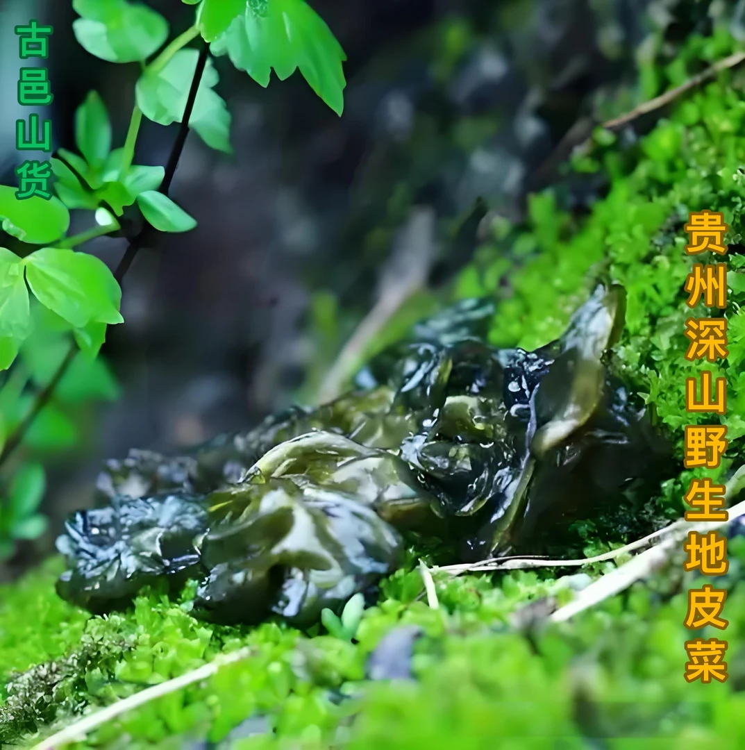 地皮菜贵州深山野生晒干食用发货