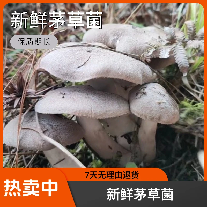 冬鸡枞两斤半野生菌新鲜茅草菌草鸡枞食用产品食用产品