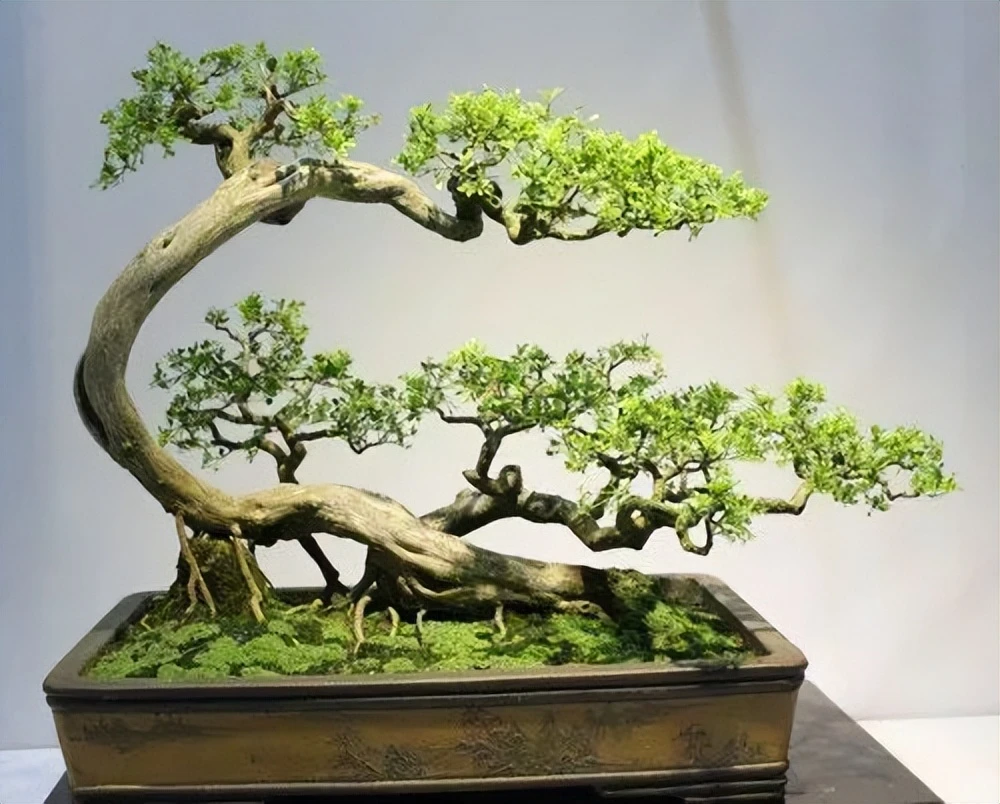 直播间一物一拍，不要看主图，进直播间选盆景，不要直接下单