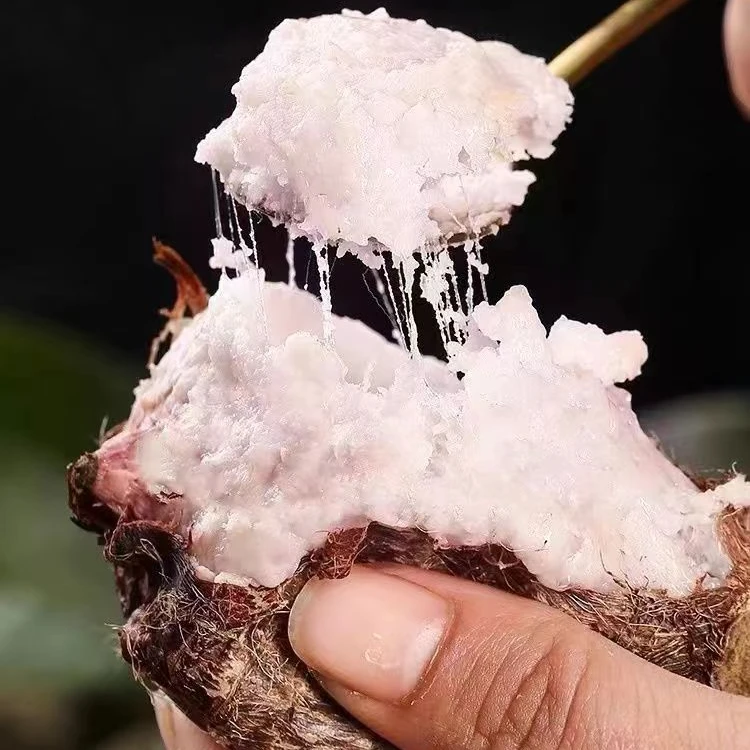 《坏果包赔》广西当季红芽芋新鲜现挖软糯丝滑小香芋农家芋艿3/5斤