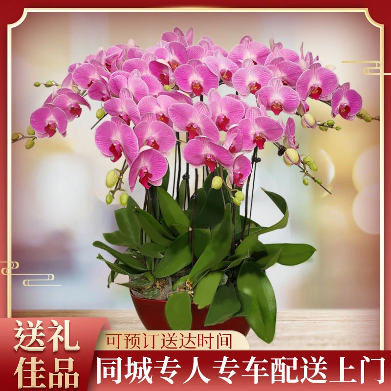 蝴蝶兰大花蕙兰杜鹃盆栽鲜花速递同城天津北京上海广州花店配送