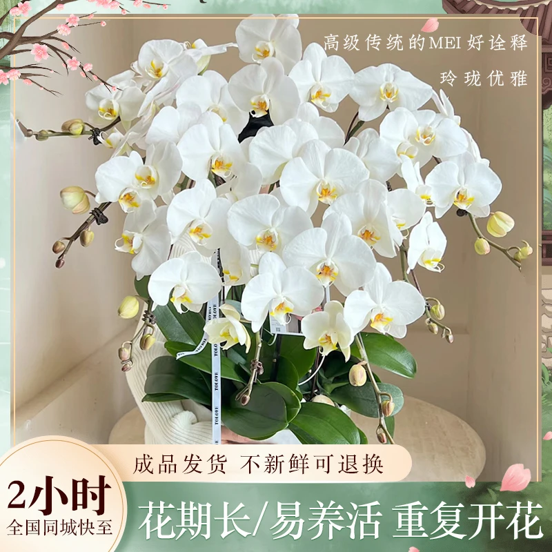 全国蝴蝶兰盆栽鲜花速递同城配送探望乔迁花卉北京上海广州杭州店