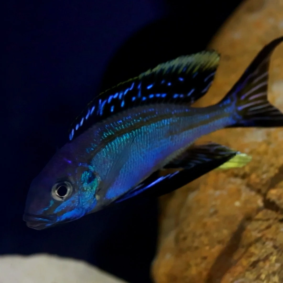 三湖慈鲷热带鱼浅水蓝波鲁滋巴蓝波另有喜波沙蓝波