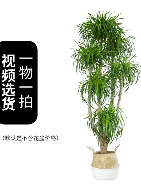龙血树【精品区】润泰绿植大叶龙血树室内客厅养不死的客厅大型绿植