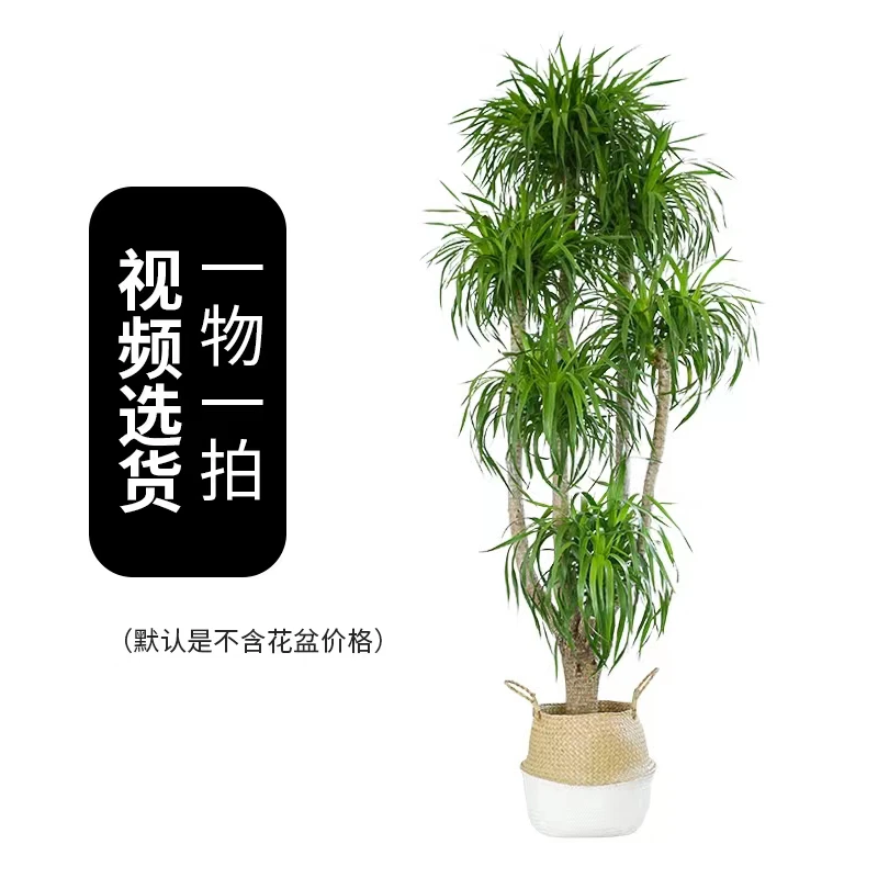 龙血树【镇店之宝】润泰绿植大龙血树室内客厅办公室好养霸气大绿植