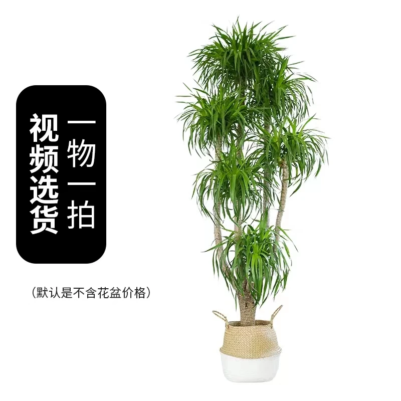 龙血树【多头款】龙头绿植大叶龙血树室内客厅大堂前台好养霸气绿植