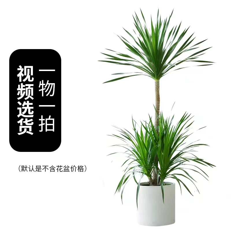 龙血树【特价款】润泰绿植大龙血树室内客厅办公室好养霸气大叶绿植