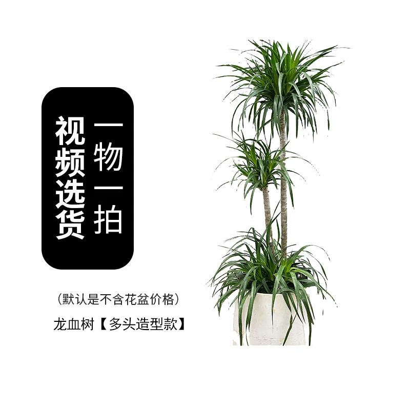 龙血树【一二八】润泰绿植大叶龙血树室内客厅养不死的客厅大绿植