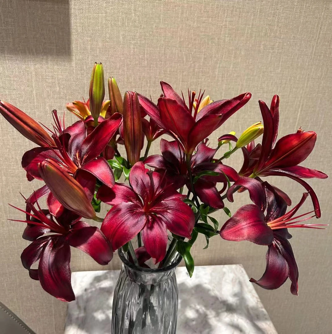 老黑家的种球【超黑贝】荷兰进口种球单瓣亚百多年生地栽盆栽