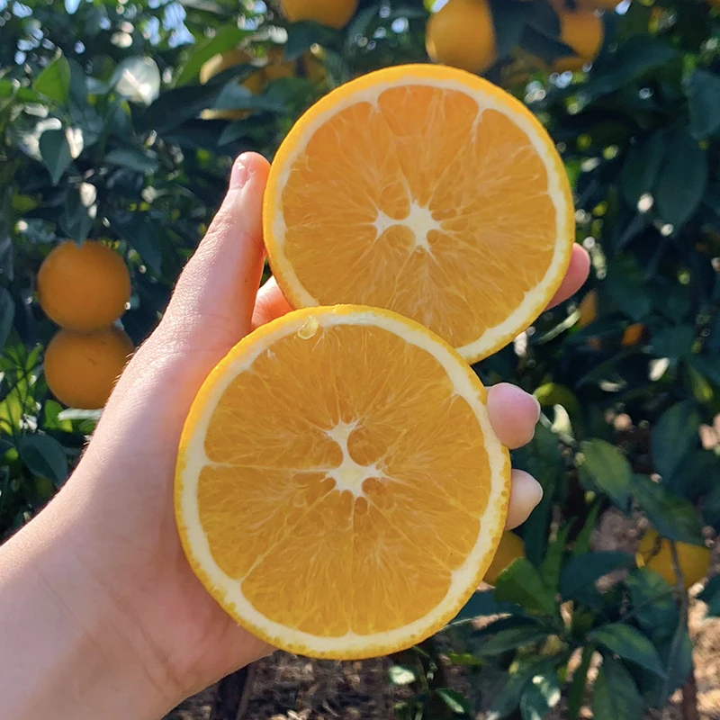 【顺丰包邮】带叶正宗赣南脐橙新鲜采摘寻乌县产地直发10斤装