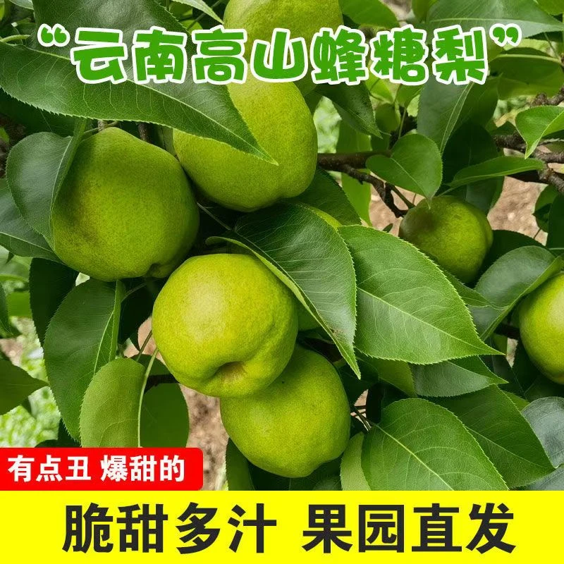 云南大理高山古树蜂糖梨丑梨香甜肉细新鲜现摘大果表皮梨