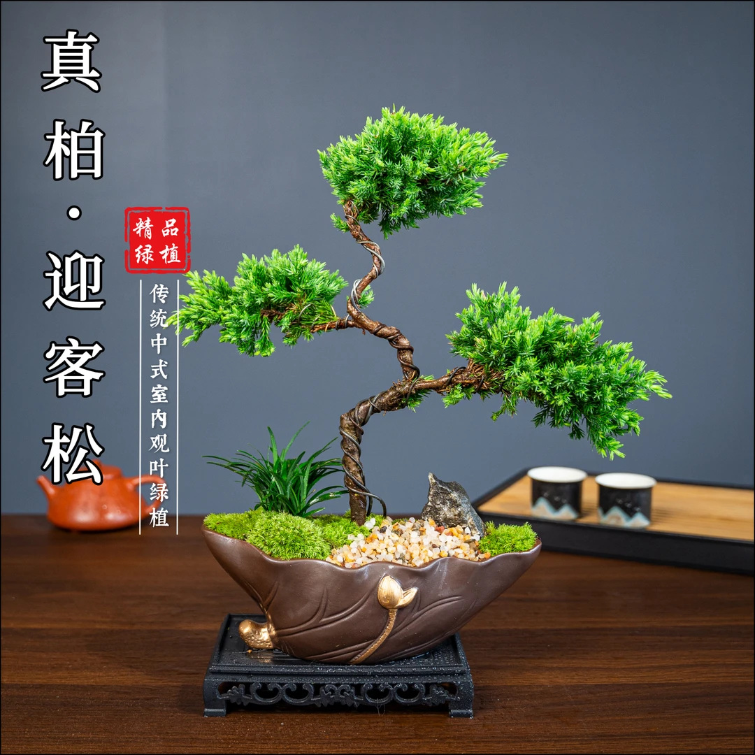 【三层真柏】盆栽盆景绿植花卉室内客厅办公室桌面四季常青植物