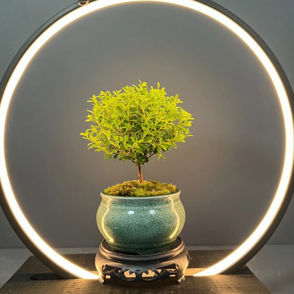 【墨绿冰裂】小叶赤楠盆景易活迷你开花结果好养绿植美观造型