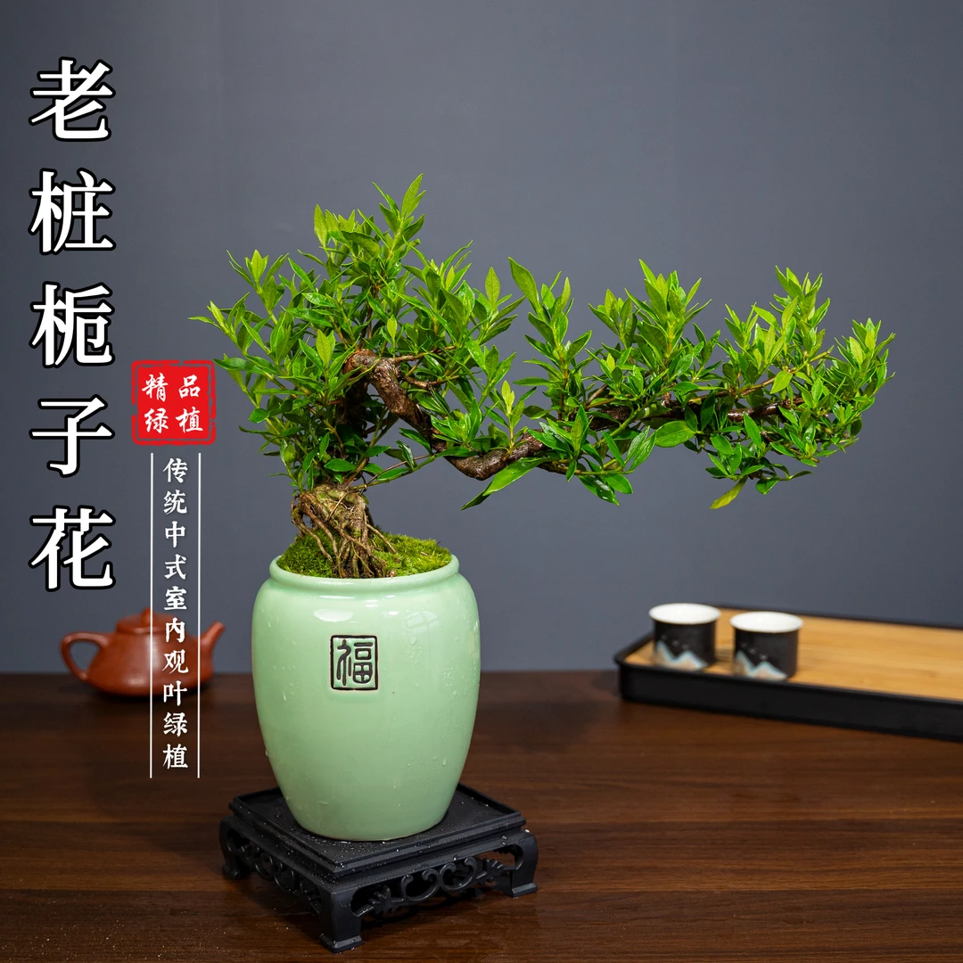 老桩栀子花文人艺术高档飘枝盆景小叶栀子花好养室内茶桌办公桌