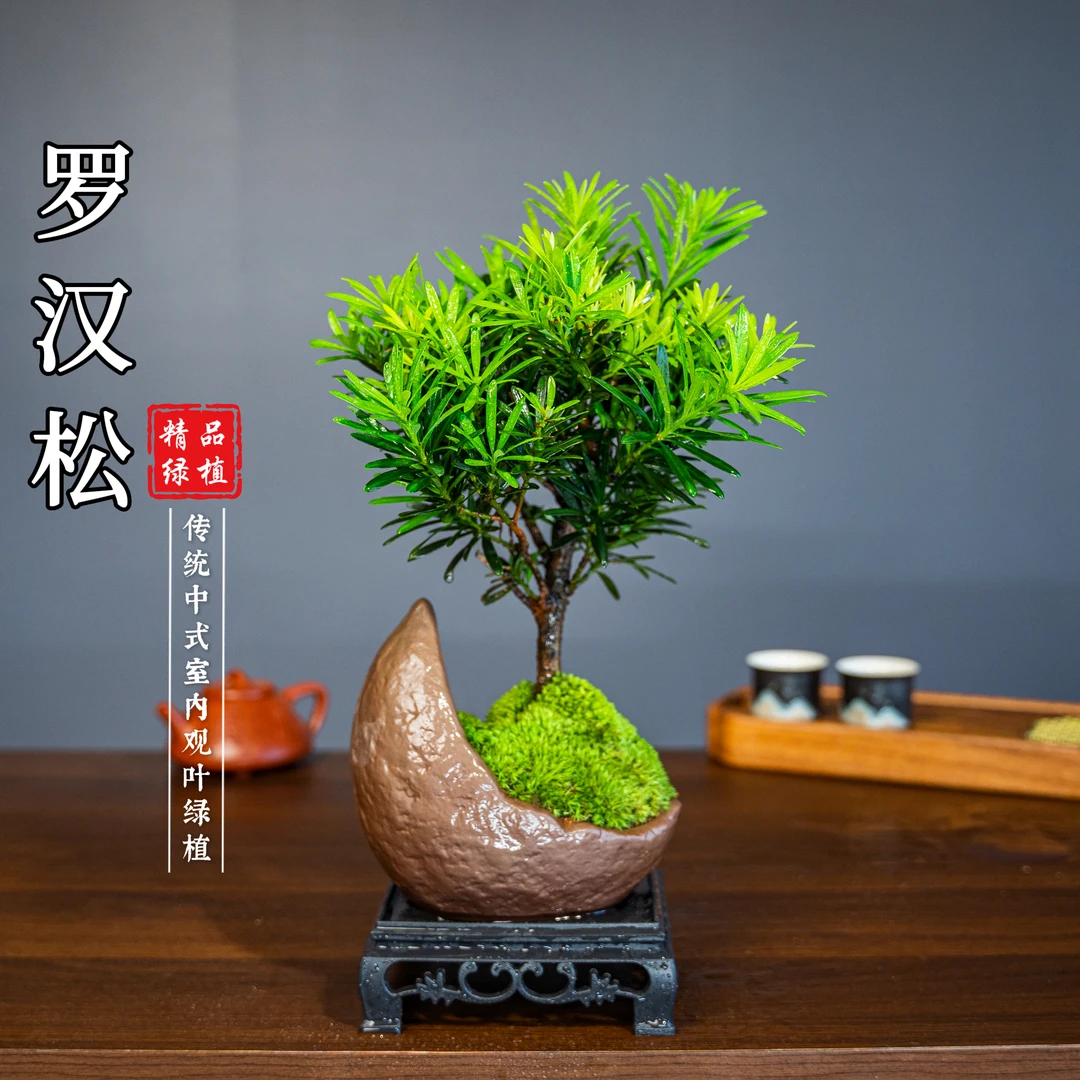 【棒棒糖罗汉松】迎客造型树桌面高档绿植松柏文人办公室中式盆栽
