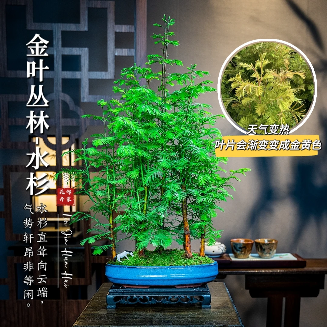 【丛林金叶水杉】水杉室内好养客厅书房画室书房禅意美观观叶实物