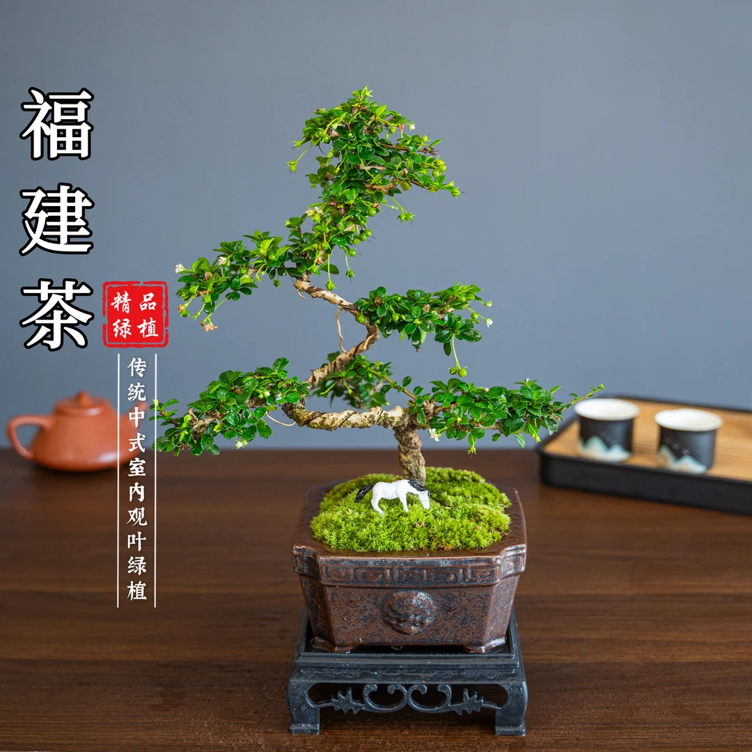 步步高升小叶福建茶微盆景小老桩办公室花卉盆栽好养四季开花结果