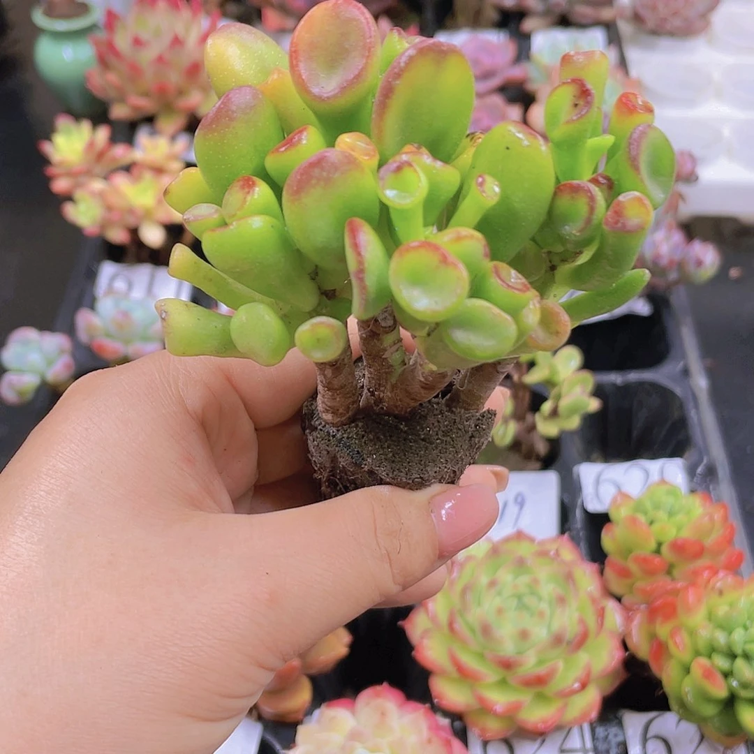 多肉无土栽培多肉植物