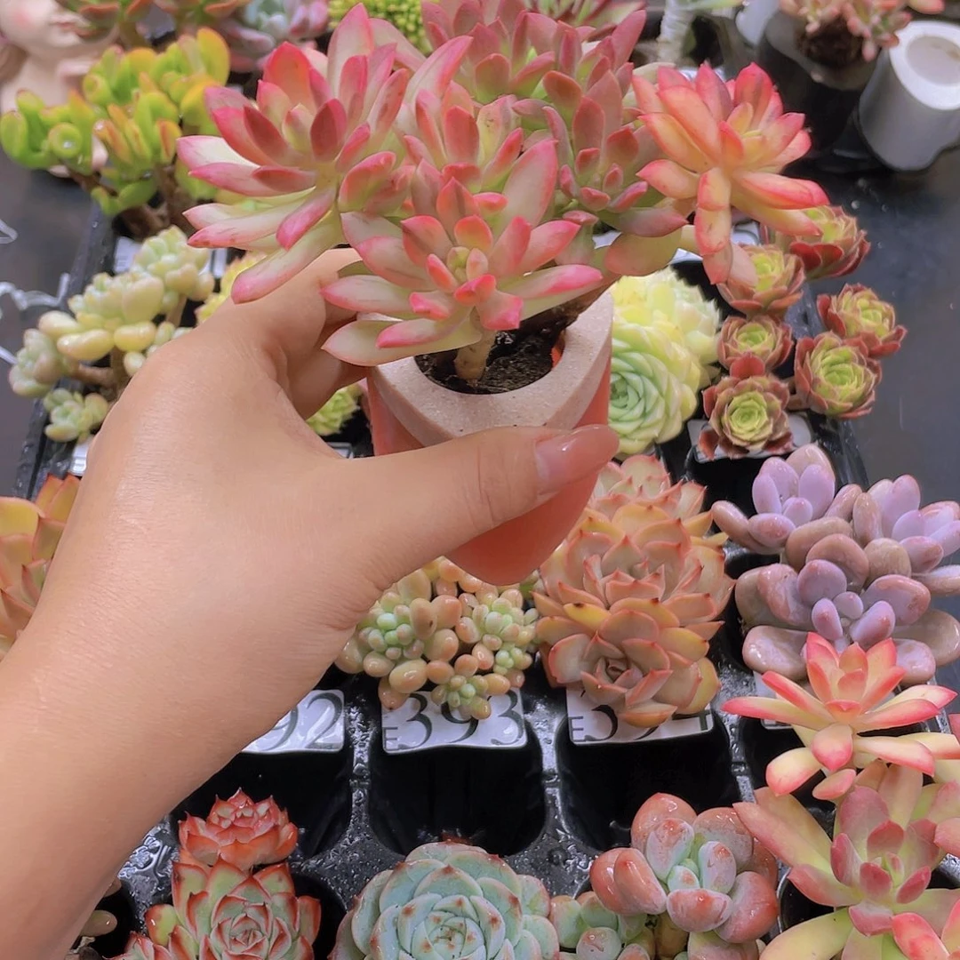 无土栽培多肉无土栽培多肉植物