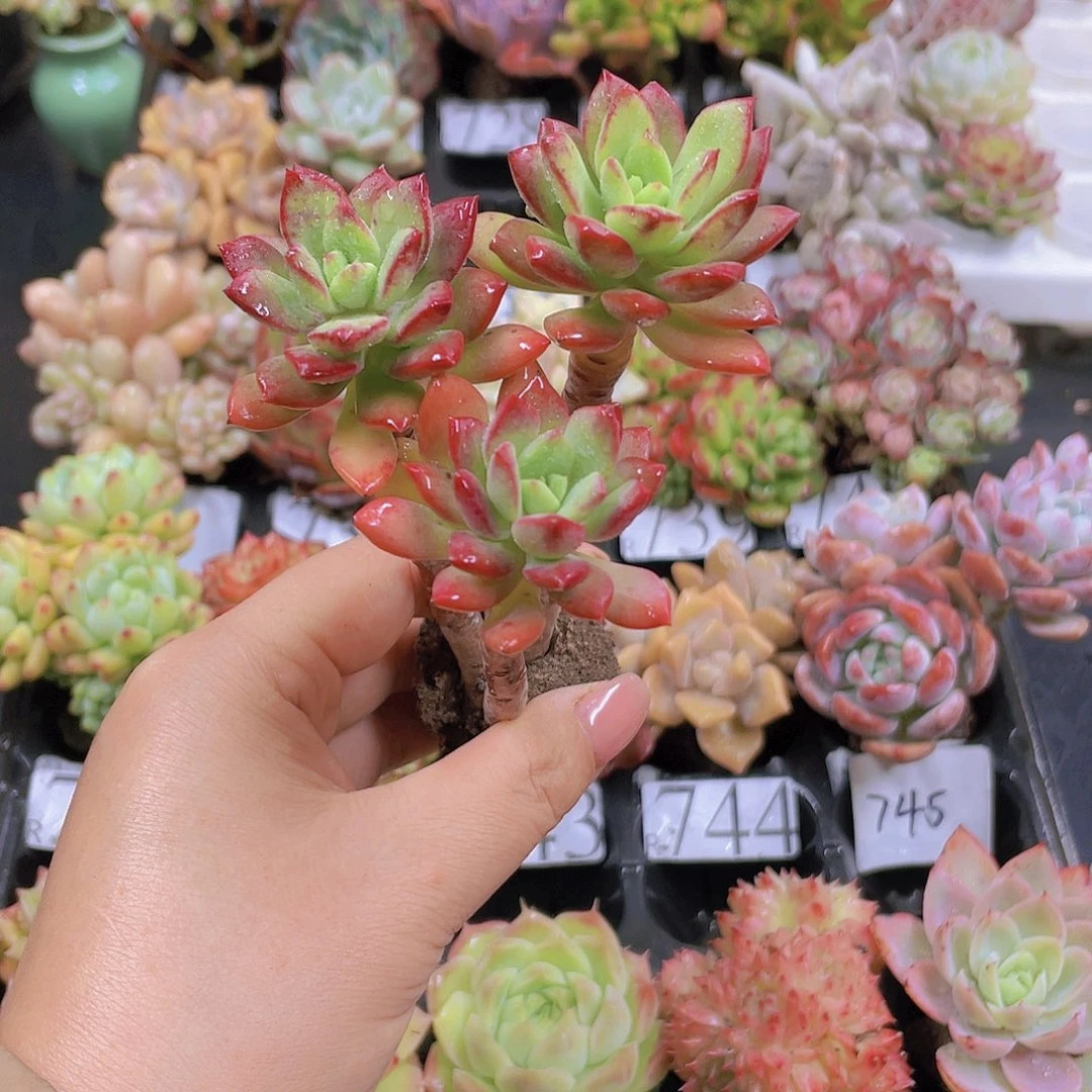 多肉无土栽培多肉植物