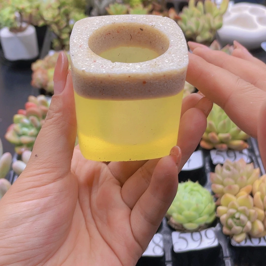 多肉无土栽培多头栽培