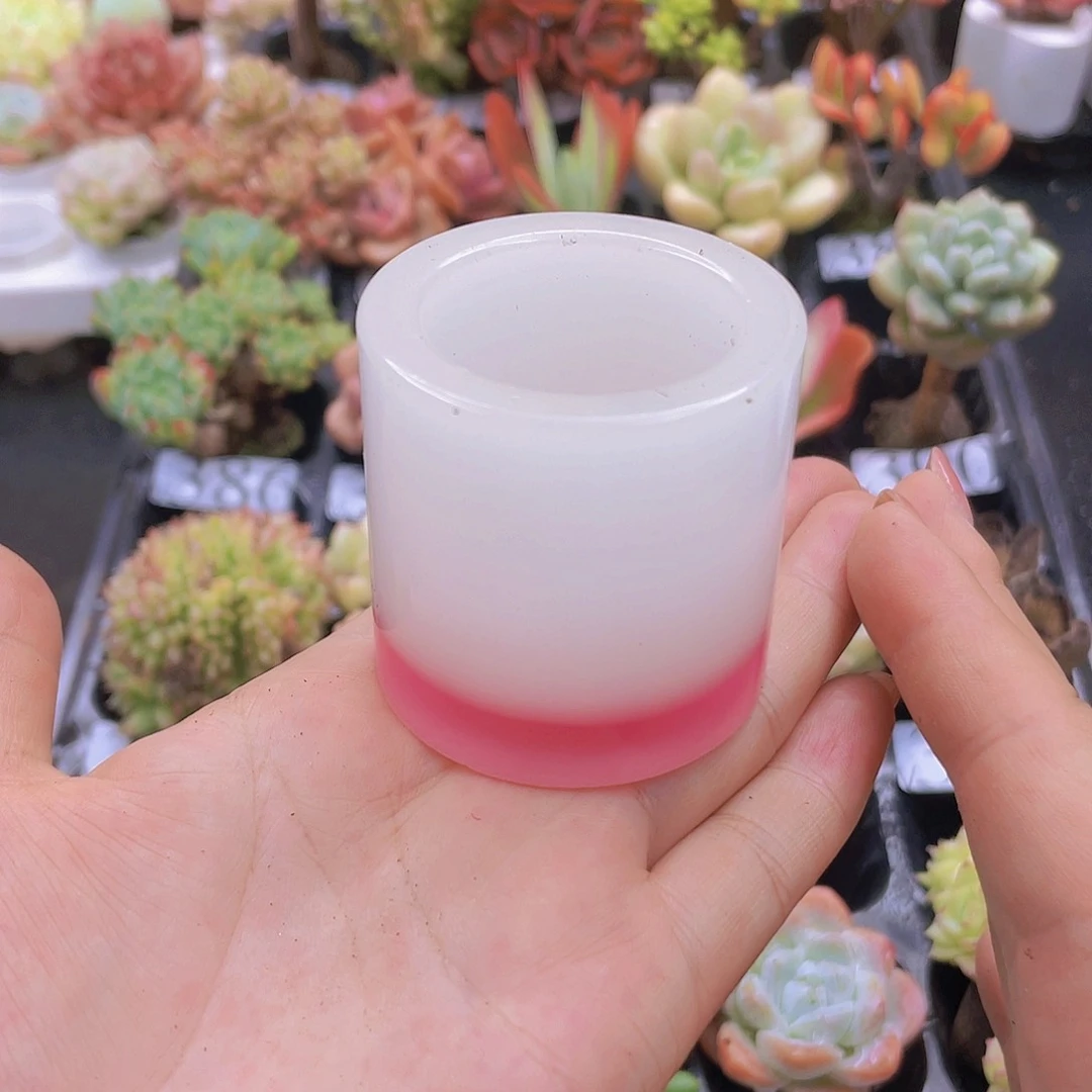 无土栽培多肉植物无土栽培多肉植物