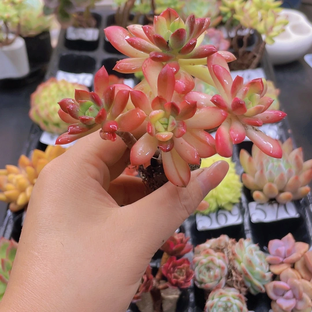多肉无土栽培多肉植物