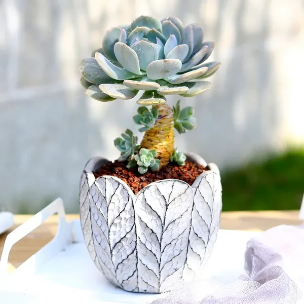 无土迷你多肉 精控精养 绿植盆栽  干净 简单 易打理  好养护