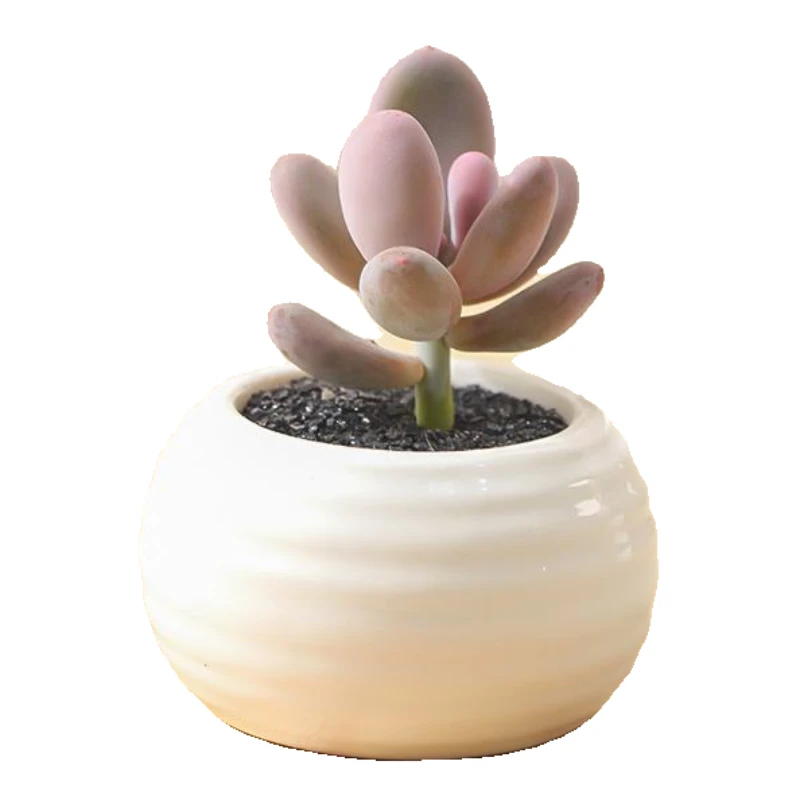 7726~7750      一物一拍 无土迷你多肉精控精养（28元包邮到家）