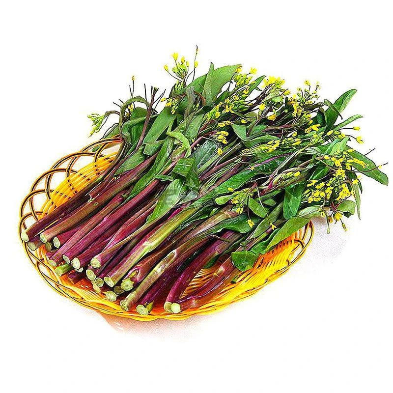 顺丰发货新鲜现摘红菜苔农家自种湖北洪湖当季时令蔬菜3/5斤