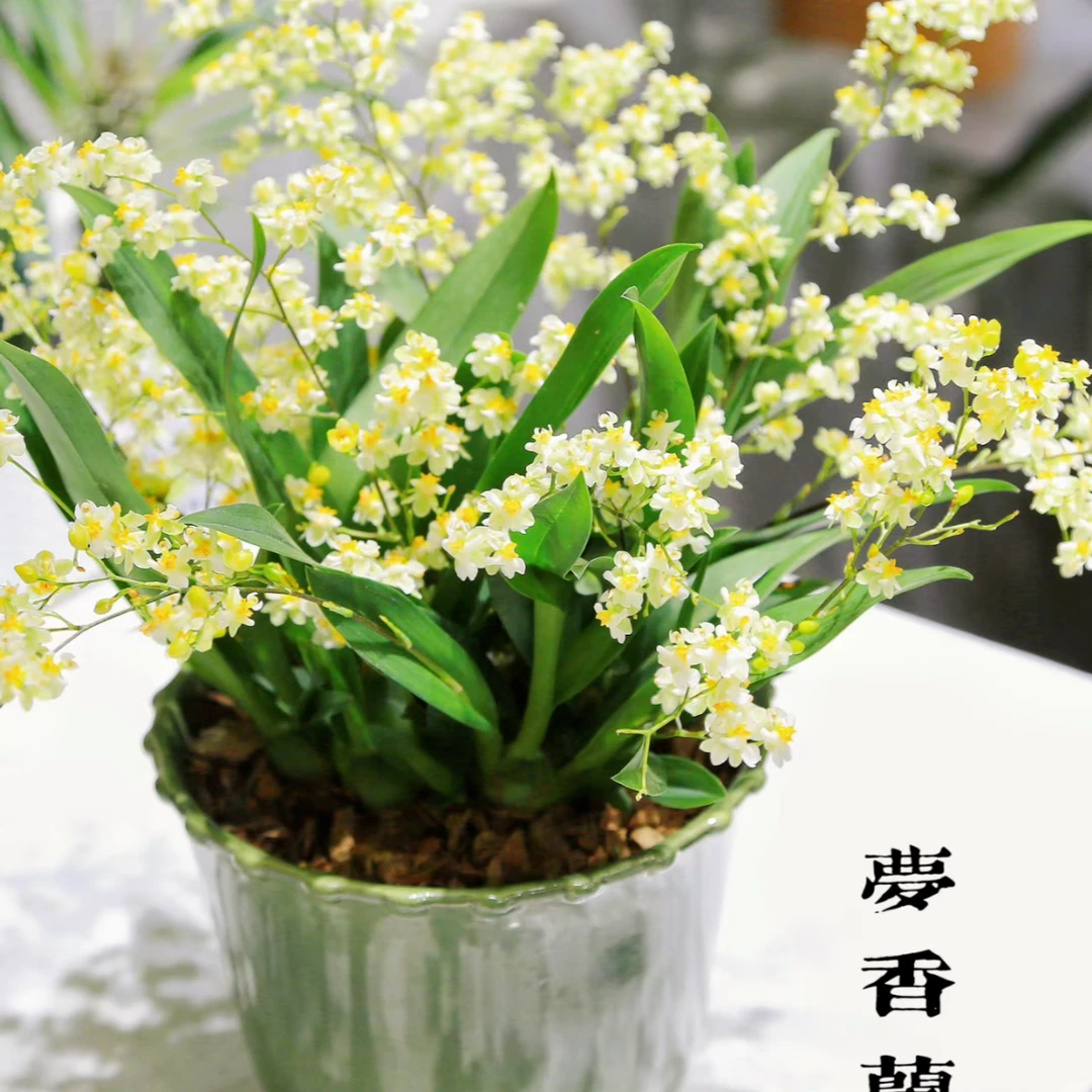 一物一拍梦香兰盆栽花苗室内外高档有香味花卉多年生抗病花期长香