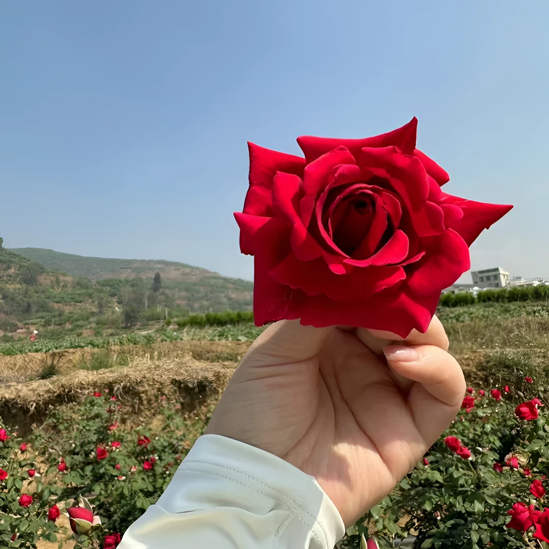 墨红玫瑰可食用玫瑰月季“朱墨双辉”浓郁花香大花植株重瓣玫瑰花苗