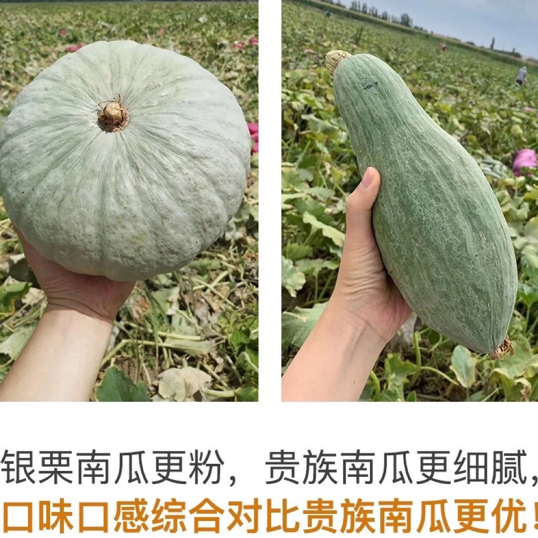 【新疆直发】家庭实惠装贵族南瓜+银板栗南瓜各净重6-7斤共12-14斤