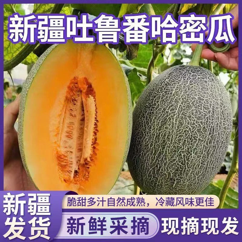 新疆哈密瓜正宗甜瓜当季新鲜水果网纹蜜瓜脆甜西州蜜10-12斤包邮