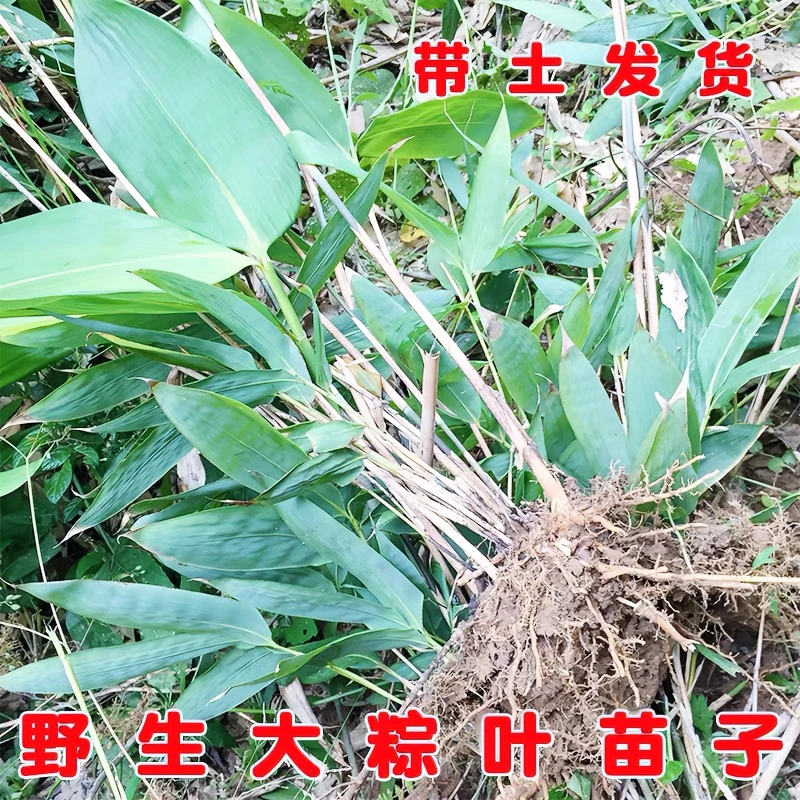 好成活箬竹苗绿化粽叶竹子中华苗端湖南种育苗种植开花植物鲜花