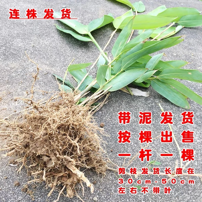 粽叶竹苗可包粽子带土箬叶竹美观箬竹苗护坡绿化大叶箬竹四季常青