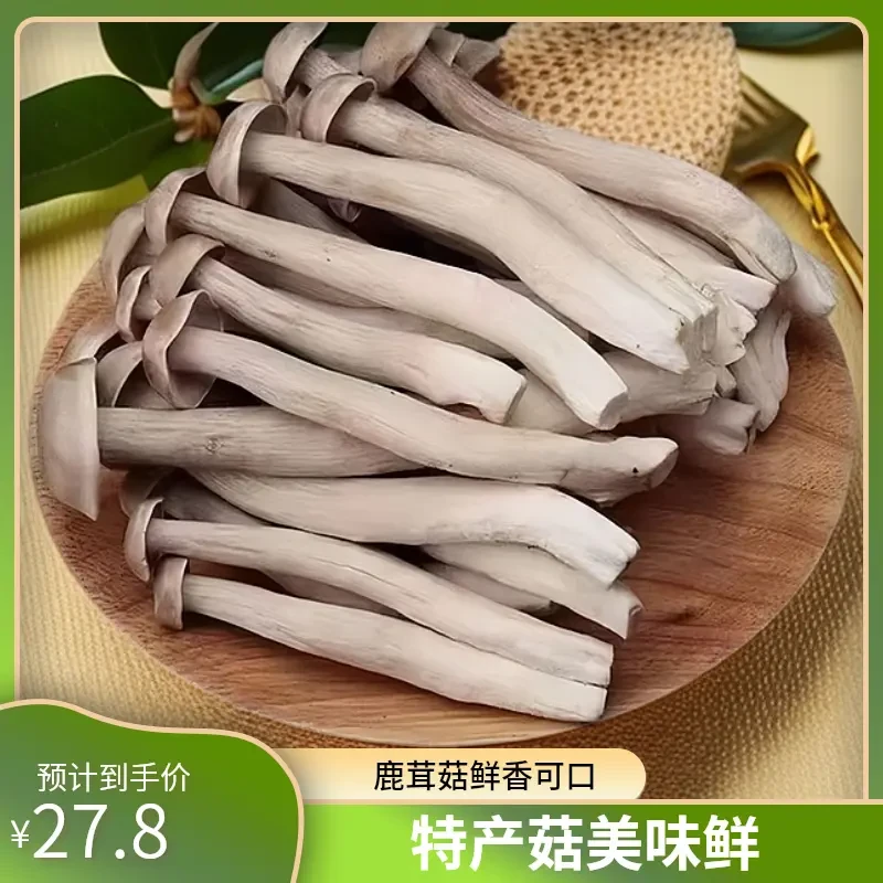 【买一斤送一斤】新鲜鹿茸菇福建古田特产食用菌菇火锅煲汤炒菜鲜货