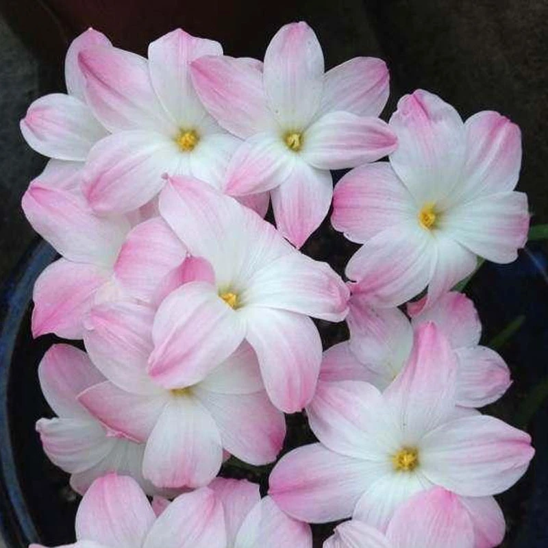 风雨兰种球胖丽丽小几何红色黄色风雨兰多年生四季种植包对版