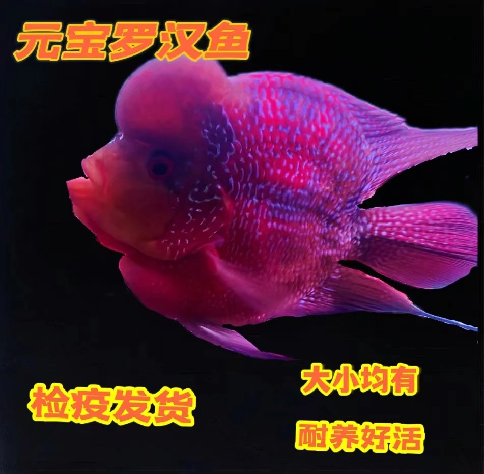 鱼雅水族精品精挑火凤元宝十八罗汉.包邮包损可视频选鱼活体养殖