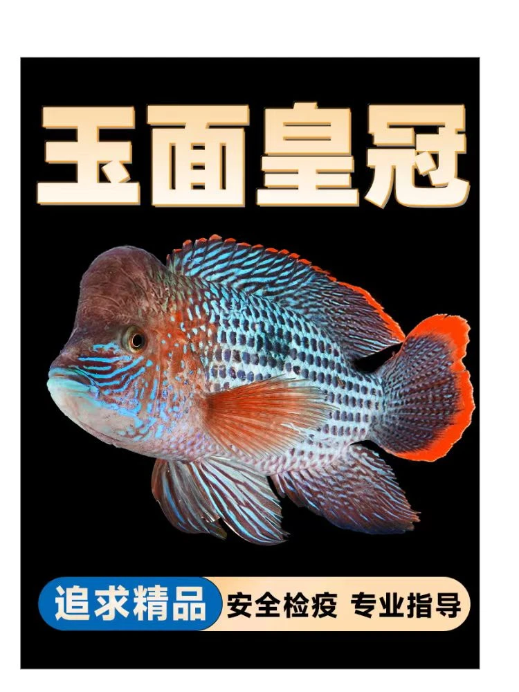 鱼缸红尾皇冠鱼活体玉面皇冠鱼起头活鱼蓝面财神中大型热带观赏鱼