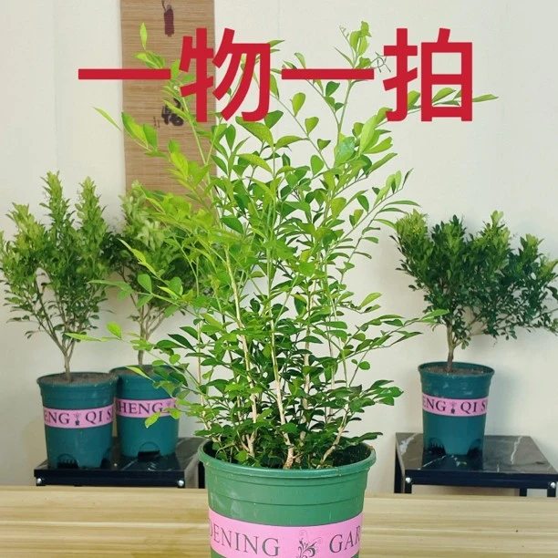 [九里香]老桩九里香开花香浓绿植阳台客厅盆景净化空气植物栽培