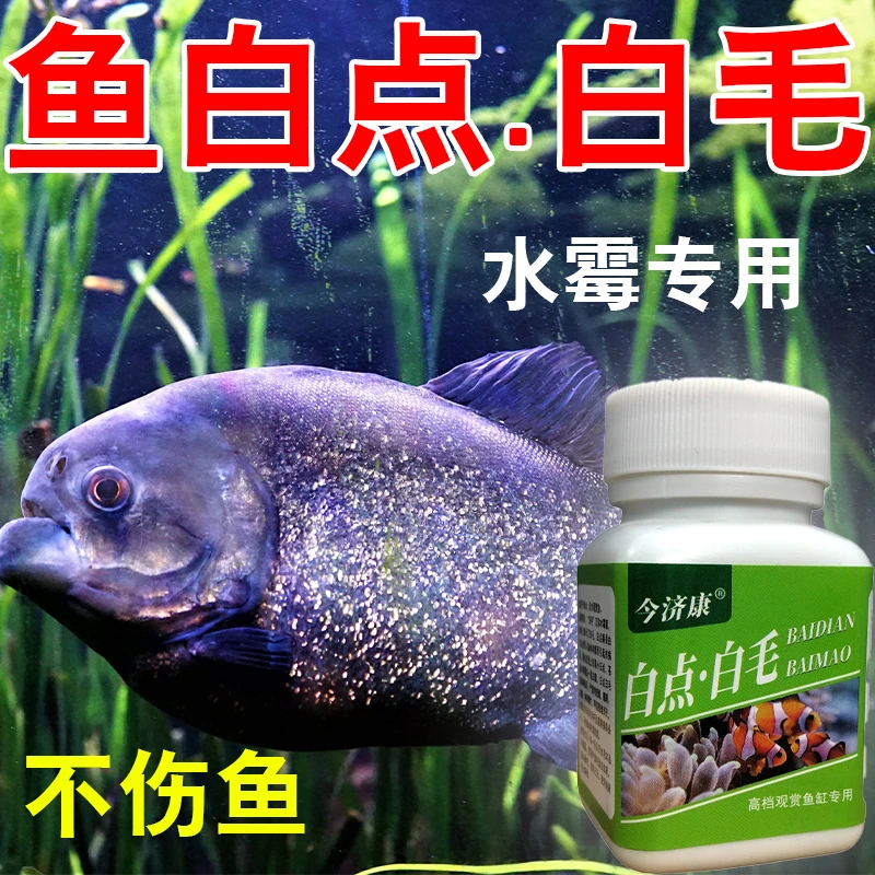 【拯救观赏鱼】白毛白点养新缸日常预防观赏鱼热带鱼烂尾烂嘴蒙眼粉
