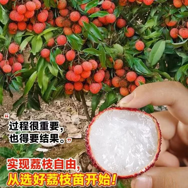 广西无核荔枝树苗，嫁接盆栽 地栽南方 种植 带土 带叶发货